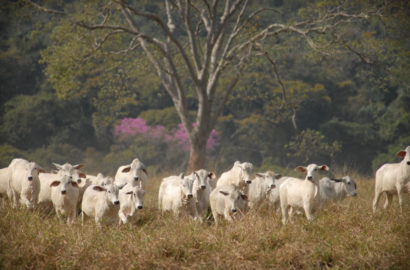 tabapuadocorrego.com.br galerias 61